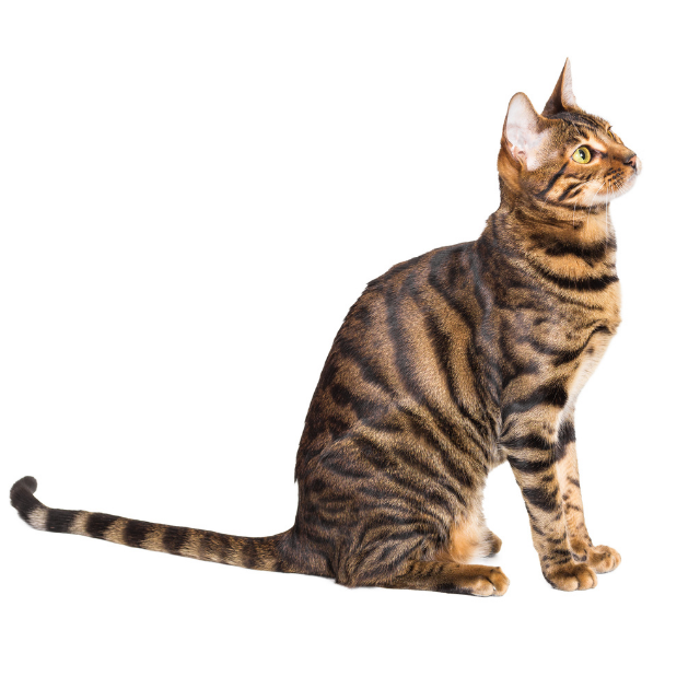 toyger5.png
