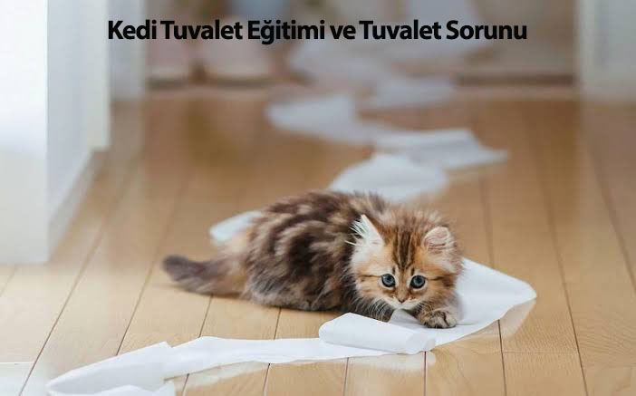 Kedi Tuvalet Eğitimi ve Tuvalet Sorunu Pet İhtiyaç Blog