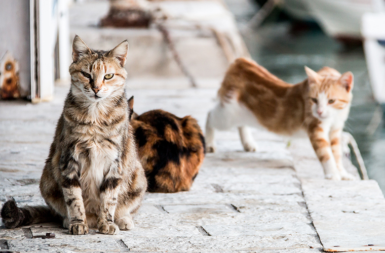 En Popüler 10 Kedi Irkının Özellikleri Pet İhtiyaç Blog