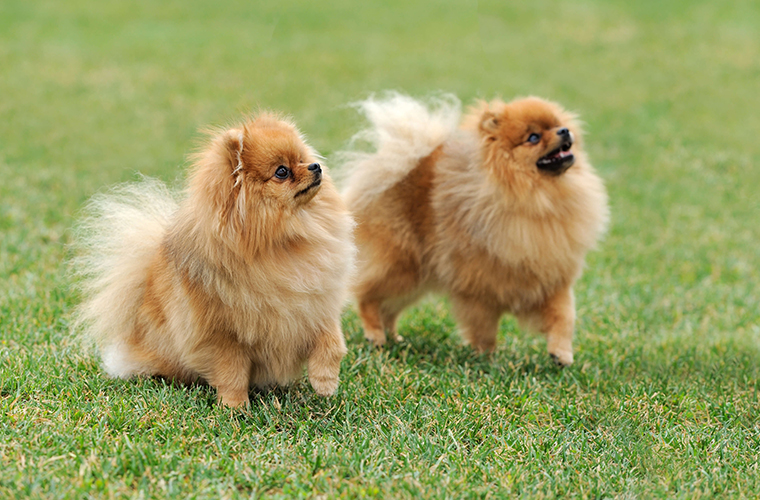 En Çok Tercih Edilen 10 Minyatür Köpek Irkları Pet İhtiyaç Blog