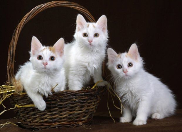 Yavru Kedi Pediatrisi ve Sokakta Annesiz Kalmış Bir Kedinin Bakımı