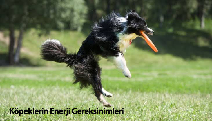 Köpeklerin Enerji Gereksinimleri