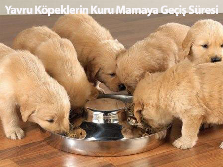 Yavru Köpeklerin Kuru Mamaya Geçiş Süresi
