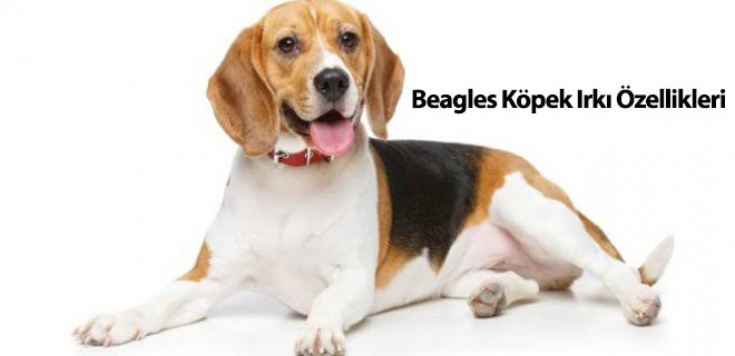 Beagles Köpek Irkı Özellikleri
