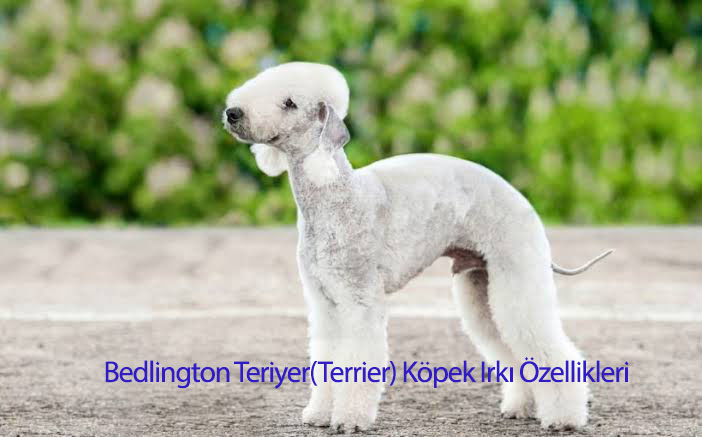 Bedlington Teriyer(Terrier) Köpek Irkı Özellikleri