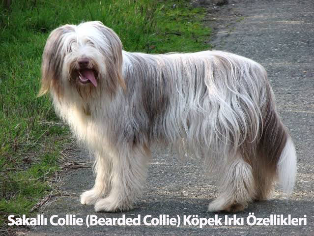 Sakallı Collie (Bearded Collie) Köpek Irkı Özellikleri