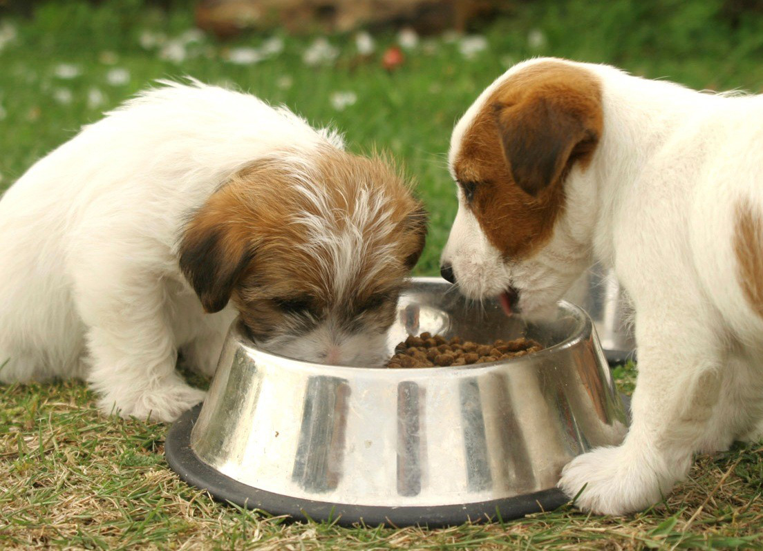 köpeklerde beslenme