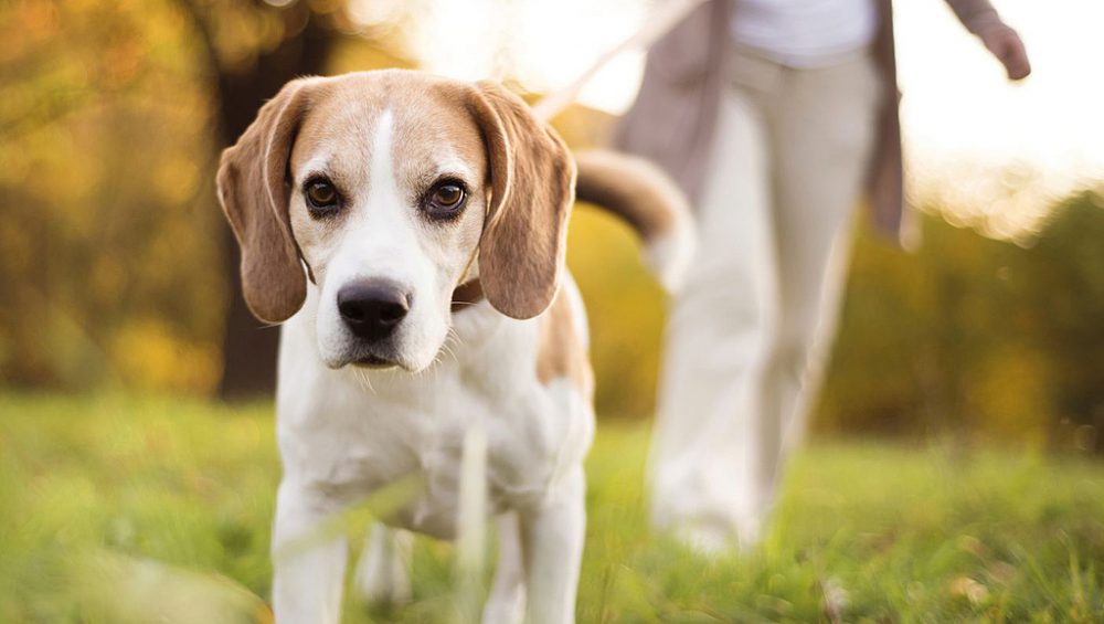 Köpek Sahiplenme, Hayatıma Bir Köpek Sokmak İsteğim Pet İhtiyaç Blog