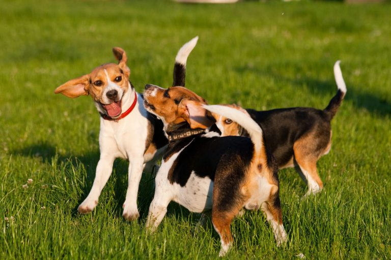 Kuyruk Sallama Köpeklerde Ne Anlama Gelir? Pet İhtiyaç Blog