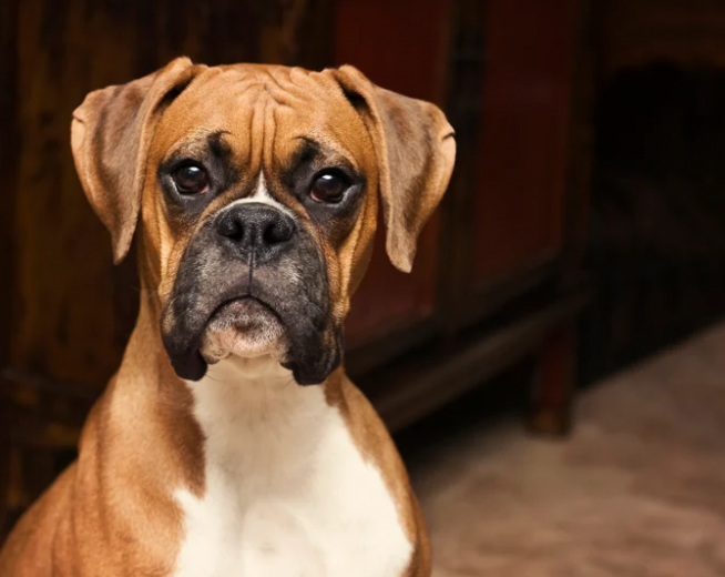 Boxer köpek ırkı, önceleri orta boy bekçi köpekleri olarak yetiştirildi.
