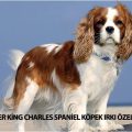 Cavalier King Charles Spaniel İyi ve sempatik karakteriyle dikkat çeken, apartman dairelerinde rahatlıkla beslenebilecek köpek ırklarından biridir.