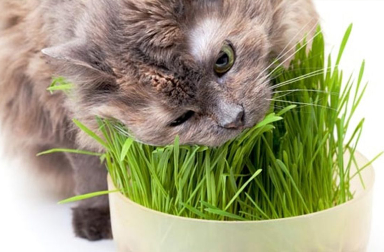 Kediler Neden Ot Yer Ot Yiyen Bir Kedi Daha Once Gordunuz Mu