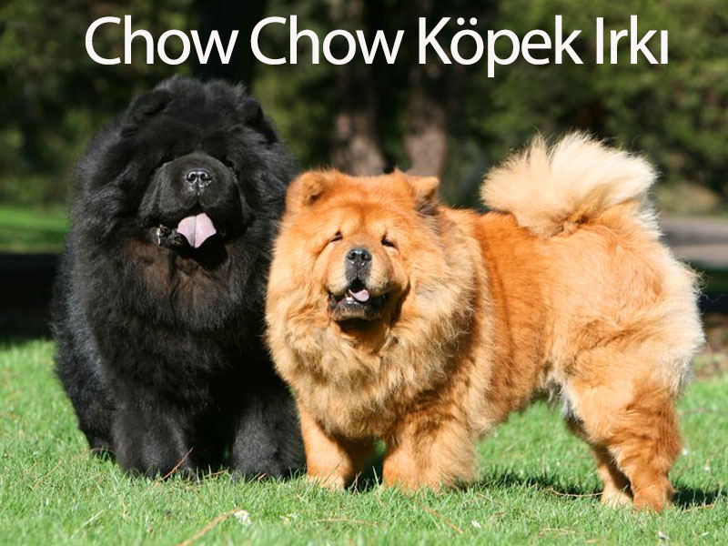 Chow Chow köpek ırkı 