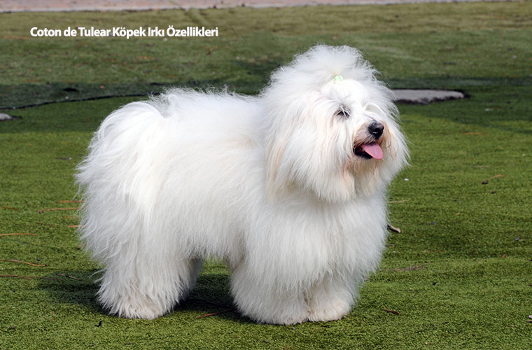 Coton de Tulear Köpek Irkı Özellikleri