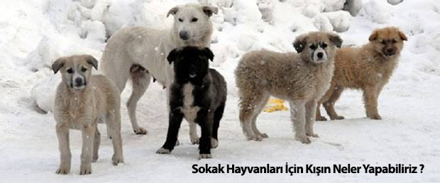 Sokak Hayvanları İçin Kışın Neler Yapabiliriz