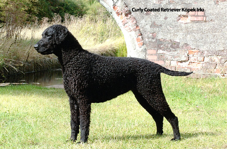 Curly Coated Retriever Köpek Irkı Curly Coated Retriever Köpek Irkı
