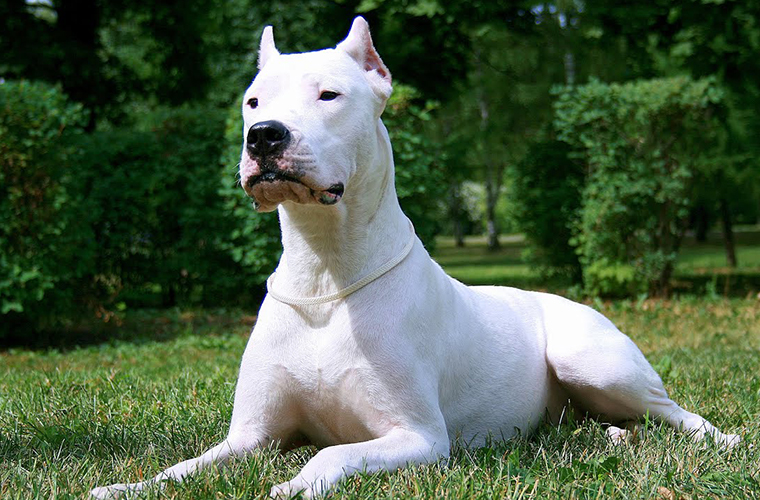 Dogo Argentino Köpek Irkı Yaban domuzu ve büyük hayvanları avlamak için yetiştirilmiştir.