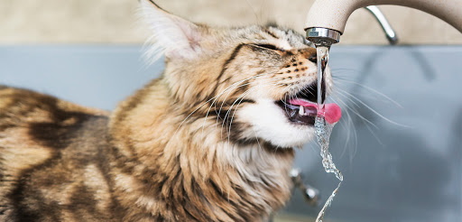kedi su kabı