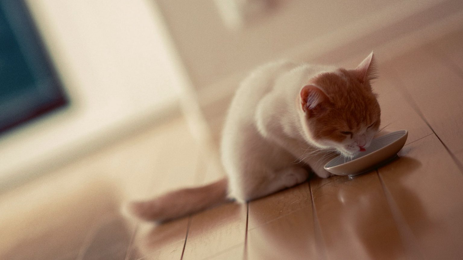 Kedi Su Kabı Nasıl Olmalı? Pet İhtiyaç Blog