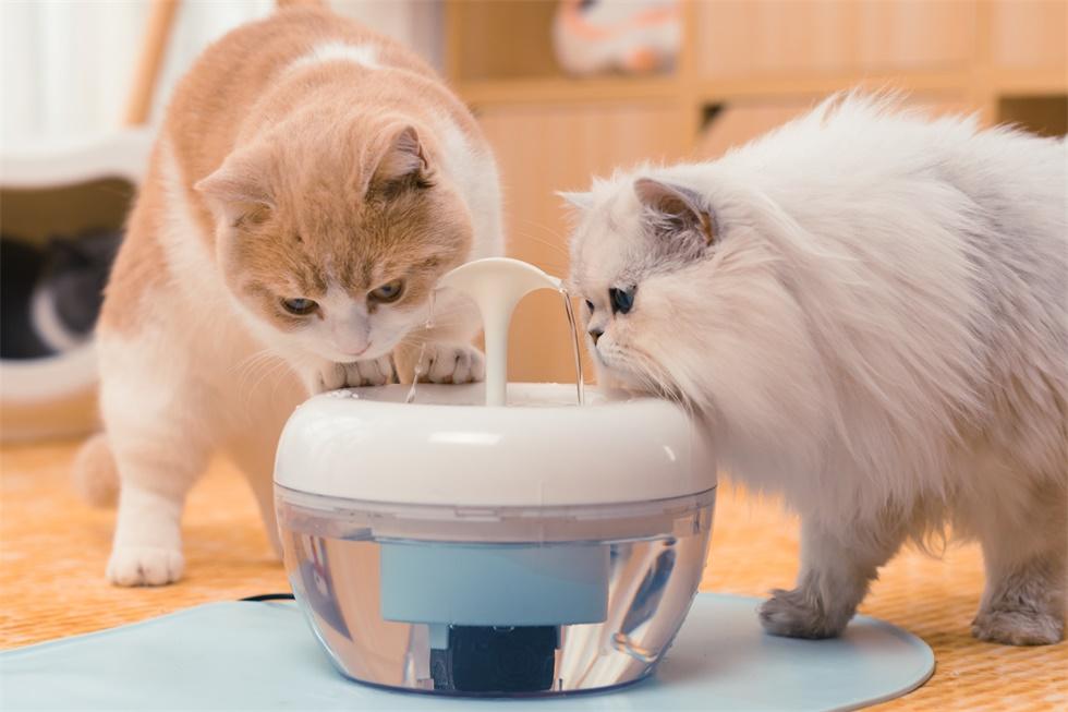 otomatik kedi su kabı