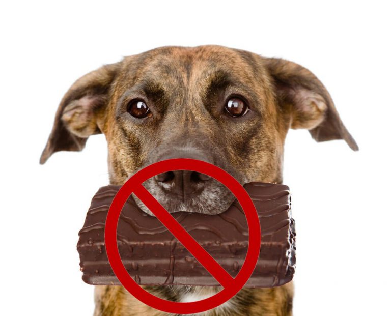 Köpekleri Zehirleyebilecek 8 İnsan Gıdası Pet İhtiyaç Blog