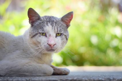 kedilerin gözlerinden yaşı nasıl anlaşılır