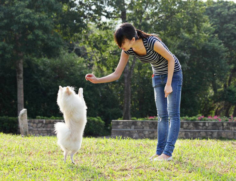 Yavru Köpek Eğitimi Ne Zaman Başlamalı ? petihtiyac blog