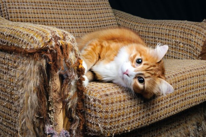 kediler neden tirmalar nasil egitilir pet ihtiyac blog