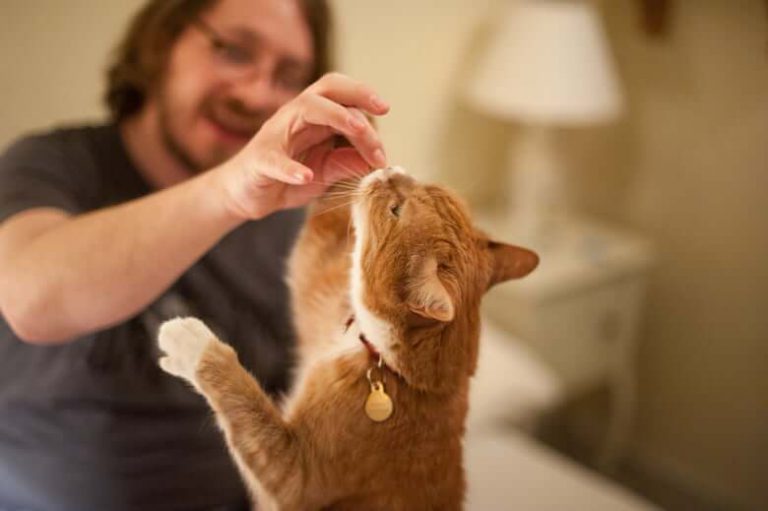 Kedi Eğitimi Mümkün mü? Evet, Mümkün! Pet İhtiyaç Blog