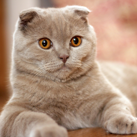 Scottish Fold Kedisi Özellikleri ve Bakımı Pet İhtiyaç Blog