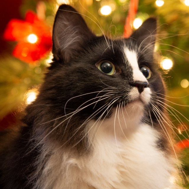Tuxedo Kedisi (Smokin) Özellikleri ve Bakımı Pet İhtiyaç Blog