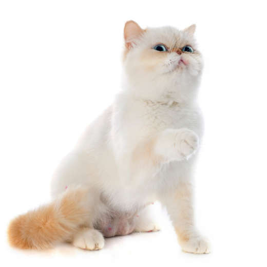 Exotic Shorthair Kedi Irkı Özellikleri ve Bakımı Pet İhtiyaç Blog