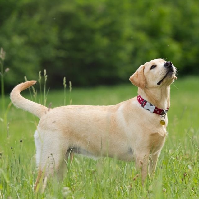 labrador köpek cinsi