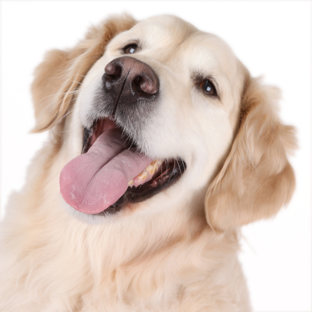 Golden Retriever Köpek Irkı Özellikleri ve Bakımı Pet İhtiyaç Blog