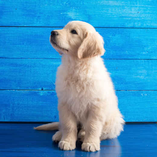 Golden Retriever Köpek Irkı Özellikleri ve Bakımı Pet İhtiyaç Blog