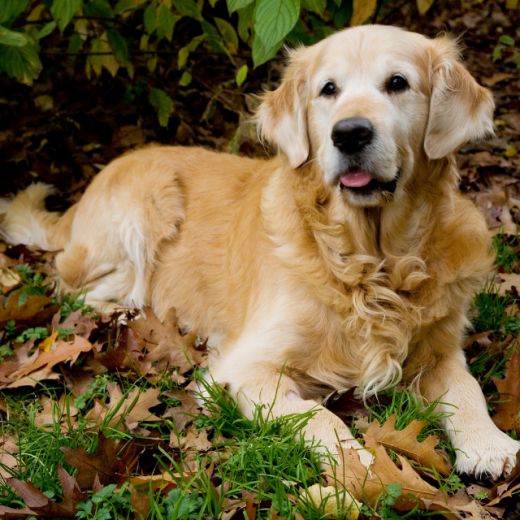Golden Retriever Köpek Irkı Özellikleri ve Bakımı Pet İhtiyaç Blog
