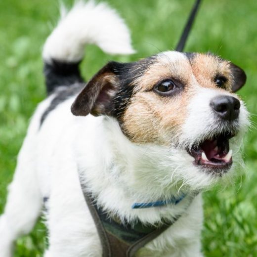 Köpekler Havlayarak Bize Ne Anlatmaya Çalışırlar? Pet İhtiyaç Blog