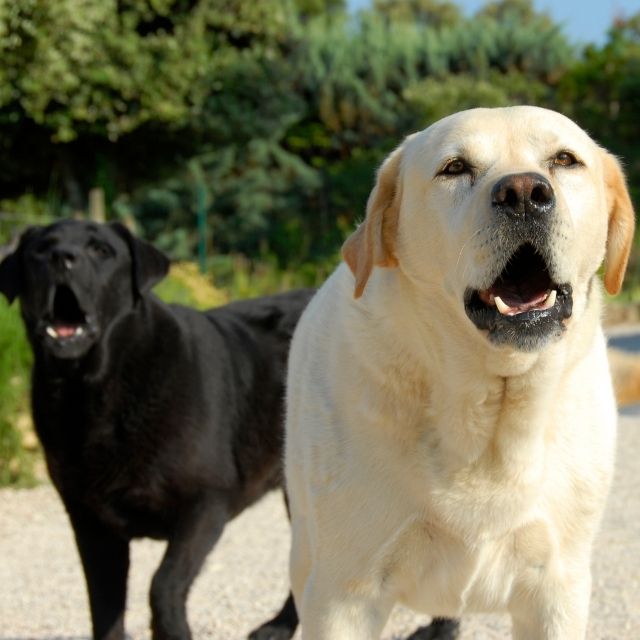 Köpekler Havlayarak Bize Ne Anlatmaya Çalışırlar? Pet İhtiyaç Blog