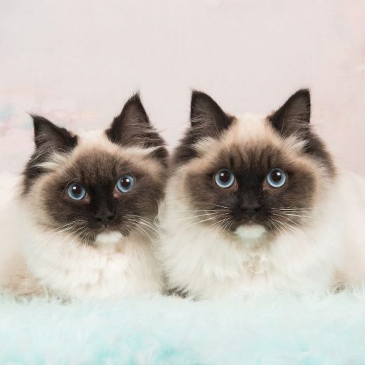Kedi Sahipleri Tarafından Yapılan Hatalar Pet İhtiyaç Blog