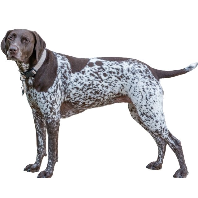 köpek ihtiyaç listesi