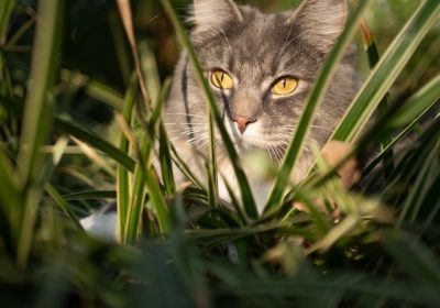 Kediler Neden Ot Yer Ot Yiyen Bir Kedi Daha Once Gordunuz Mu
