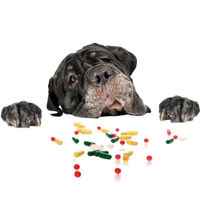 köpek vitaminleri1